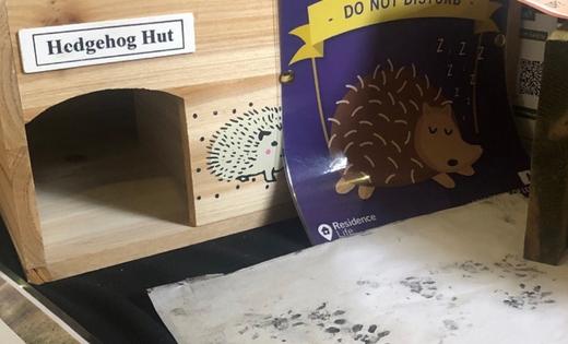 A hedgehog house made out of wood