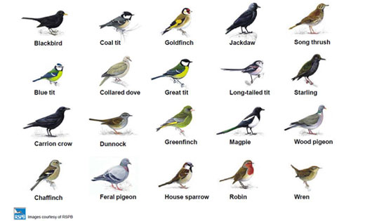 Common garden birds - RSPB image