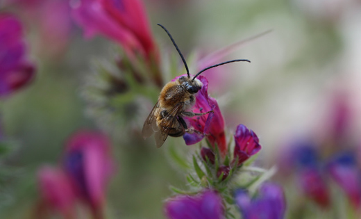 A close up of the bee on a flower 