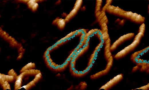 A close-up view of small circles of DNA. 