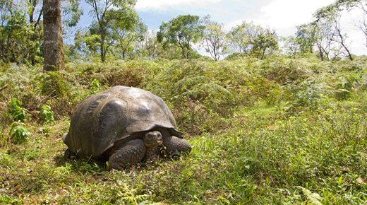 Galapagos_giant_tortoise