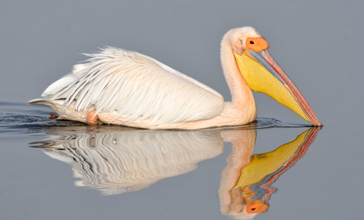 Pelican ute bradter