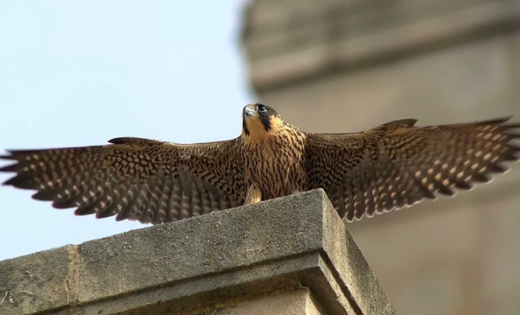 Peregrine Falcon, a bird with tan and grey feathers perched on the Parkinson Building.