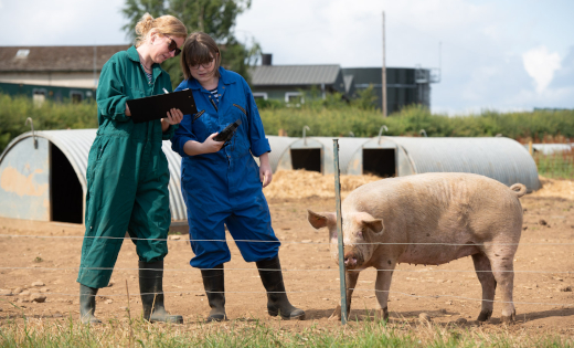 Two researchers compare notes in a field surrounded by pigs.