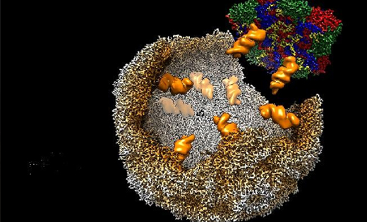 A visualisation of an enterovirus-E virion assembling. The technical detail - Capsid protein pentamers are recruited to the growing protein shell (brown) during virion assembly by formation of sequence-specific contacts between the genome (packaging signals shown as orange space-filled models) and the enterovirus-E capsid.
