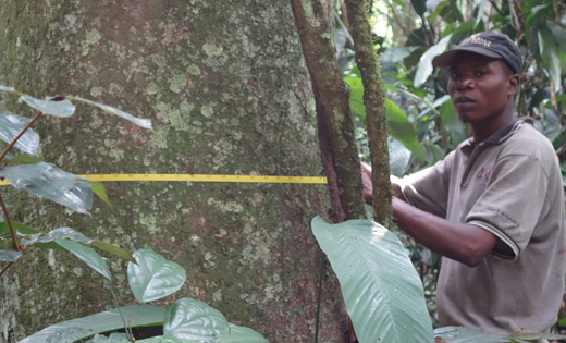 Man measuring a tree trunk in African rainforest