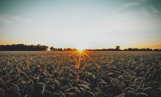 A sun hangs low over a field.