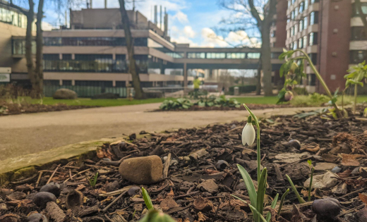 A shot of a flower blooming in the Sustainability Garden on campus. Uploaded April 2021.