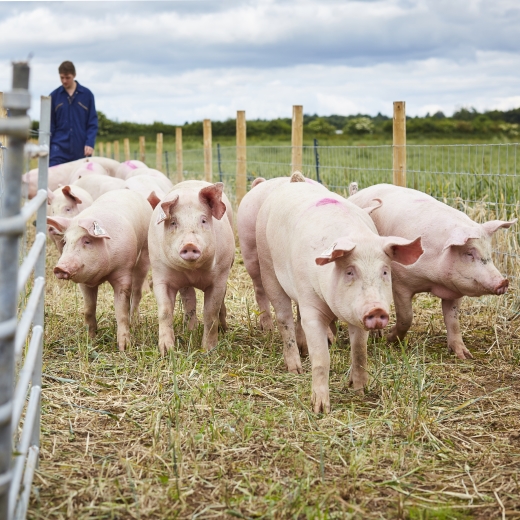 Pigs at the University farm