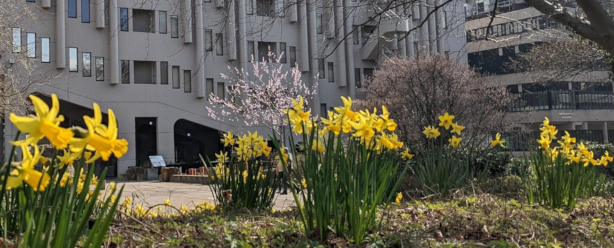Some daffodils in the Sustainability Garden outside the Roger Stevens Building.