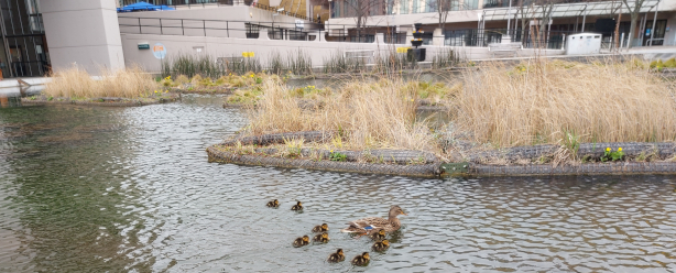 Nine ducklings and their parent swimming on the Roger Stevens pond.