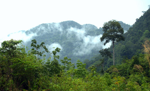 Borneo_forest