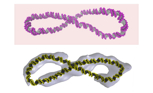 Supercoiled DNA