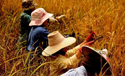 Life_of_a_rice_farmer_by_Alexandra_Drewnicki