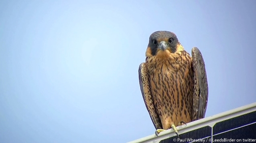 A photo of a peregrine