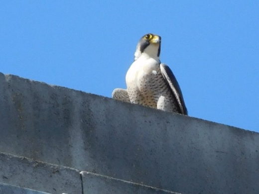 bird on a ledge
