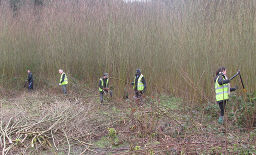 Willow_coppicing_at_Esholt